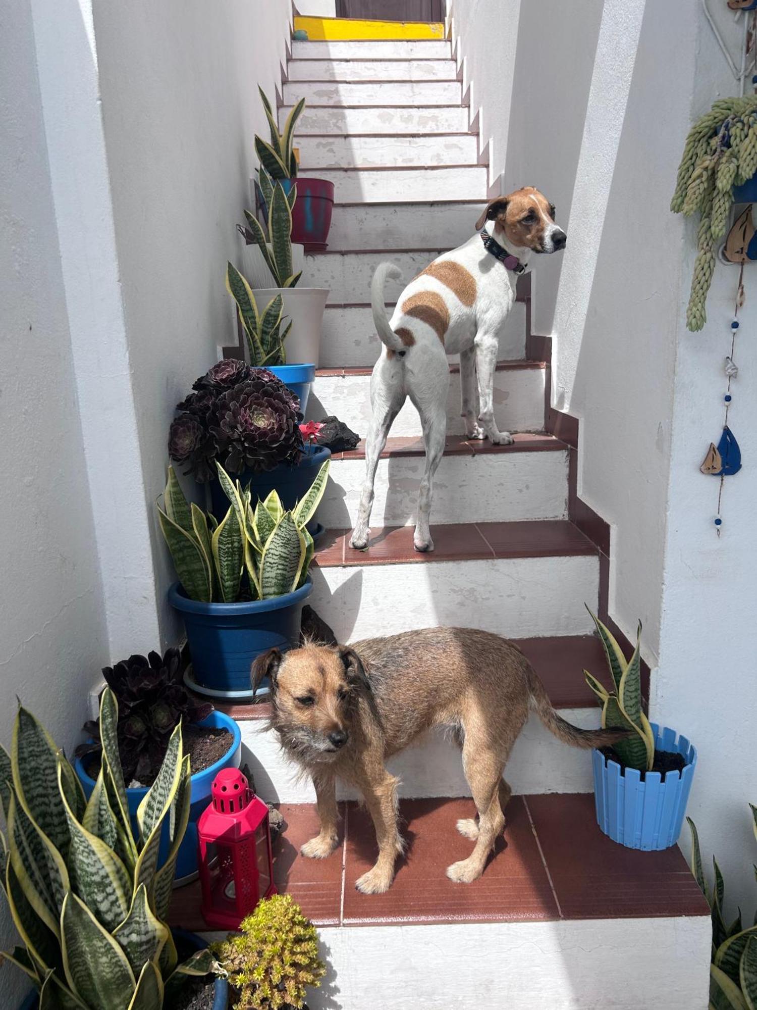 La Buganvilla Rooms Arrecife  Exterior photo